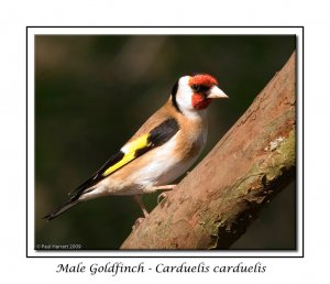 Goldfinch