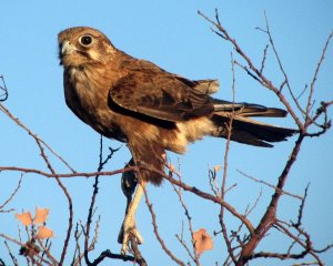 Brown Falcon