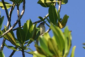 "???" Honeyeater