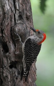 Red Bellied Woodpecker.