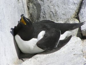 razorbill