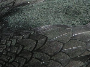 Shag Feather Detail