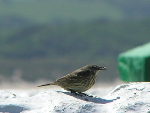 Rock Pipit