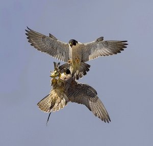 Peregrine Falcon Midair Food Exchange