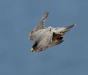 Peregrine Falcon Tiercel in 3G dive