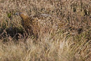 Female Red Grouse