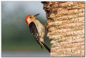 red-bellied woodpecker