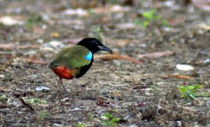 Rainbow Pitta