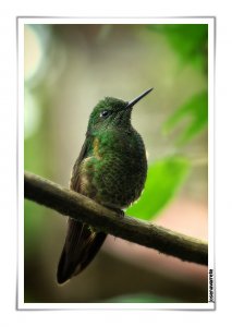 Buff-tailed Coronet