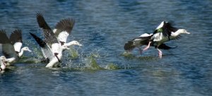 Radjah Shelduck