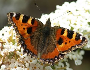 Tortoishell on white buddlia flower