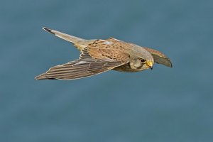 Kestrel