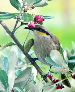 Singing Honeyeater