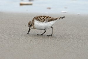 Red Necked Stint