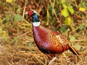 Cock Pheasant.