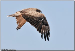 Short Toed Eagle