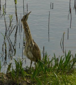 Posing Bittern!!!