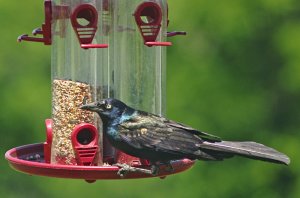 Common Grackle