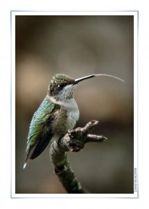 Ruby-throated Hummingbird