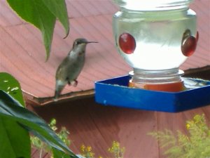 Late September Hummingbirds