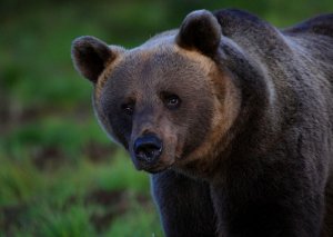 Bear in Finland