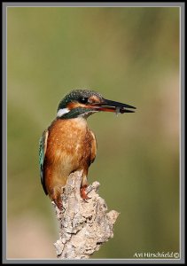 common kingfisher @ fish  Alcedo atthis