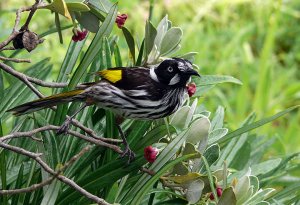 New Holland Honeyeater