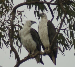 White-bellied Sea-Eagles