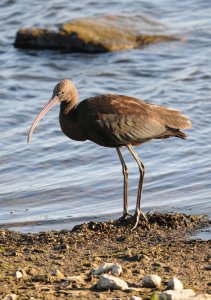 Glossy Ibis