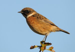 Stonechat