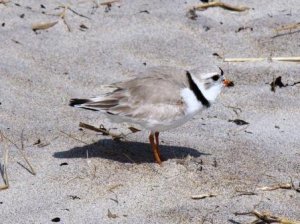 Piping Plover