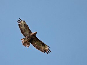 Common Buzzard