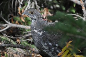 Blue Grouse