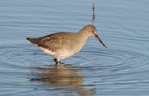 Redshank