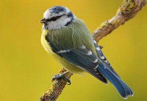 Blue Tit