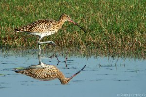 Eurasian Curlew