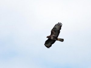 Buzzard flies off