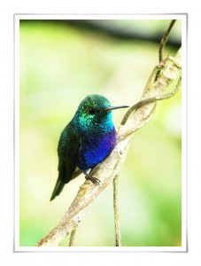 Violet-bellied Hummingbird