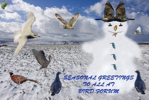 Seasonal Greetings