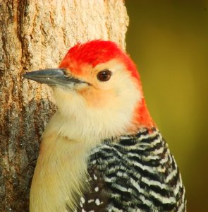 Red Bellied Woodpecker