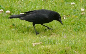 Austral Blackbird