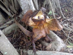 Frilled Neck Lizard