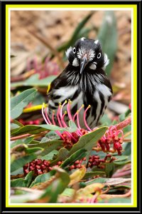 New Holland Honeyeater in stare-down.