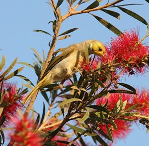 White-plumed Honeyeater