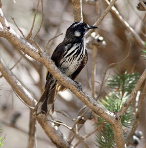 New Holland Honeyeater