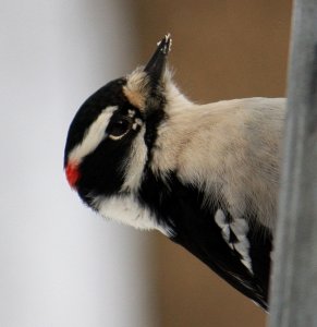 Downy Woodpecker