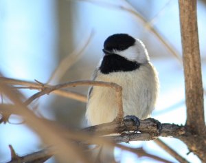 Chickadee