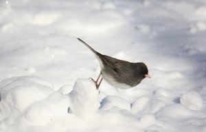 Dark-Eyed Junco