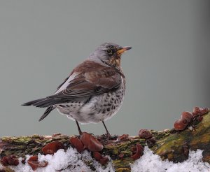 Fieldfare