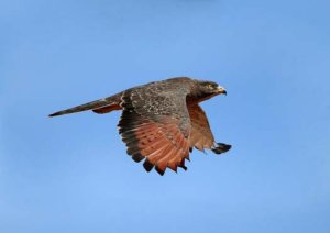 grasshopper buzzard